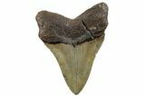 Serrated, Fossil Megalodon Tooth - Repaired #251276-1